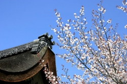 798cherry_blossoms.jpg