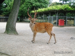 Nara_deer.JPG