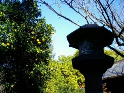 258CA260090.jpg