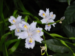 DSC00044.JPG