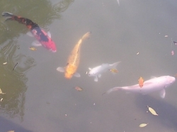 koi.jpg