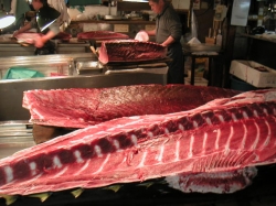 258maguro.jpg