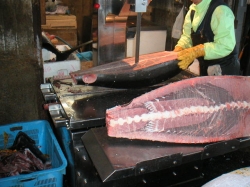258tsukijimagurocut.jpg