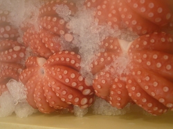 octopus.jpg