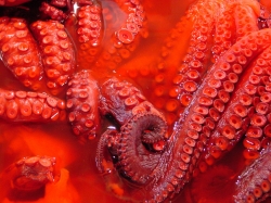 redoctopus.jpg