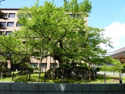 morioka-3.jpg