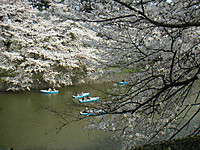 Cherry blossoms at Chidorigafuchi