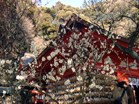 Plum blossoms, Tenmangu, Dazaifu
