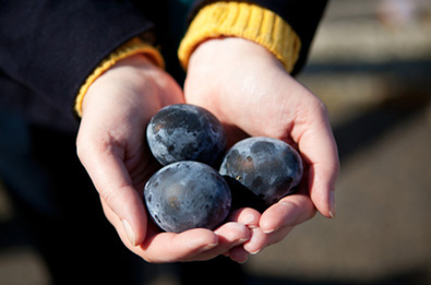 Kuro-tamago - eggs with black shell boiled in a hot sulphurous, Hakone (� Ekaterina Pokrovsky - Fotolia.com)