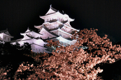 Himeji Castle & cherry blossoms at night