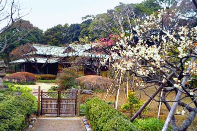 Ume blossoms, Koishikawa Botanical Garden, Tokyo