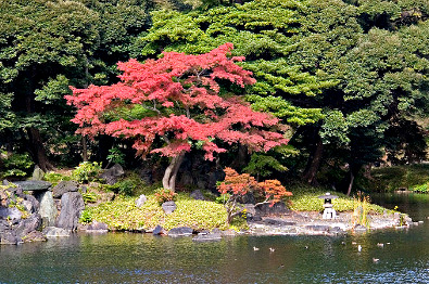 Koishikawa Kōraku-en in autumn, Tokyo (photo by Kimon Berlin, Gribeco - Creative Commons Licence)
