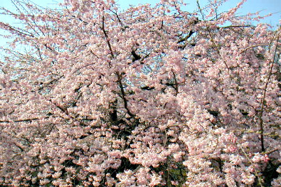 Shidare-zakura in full blossom, Koishikawa Kōraken, Tokyo