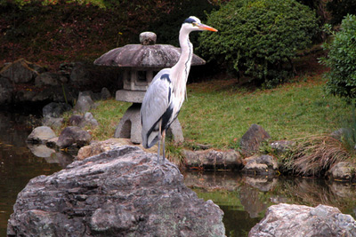 Heron in a pond, Maruyama Park, Kyōto