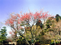 Kairaku-en Garden, Mito