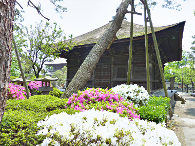 Azalea garden, Zenkō-ji Temple, Nagano