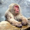 Snow Monkeys at Jigokudani, near Nagano