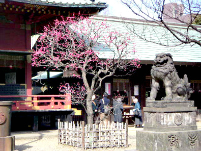 Lion statue & Plum blossoms, Nezu-jinja Shrine
