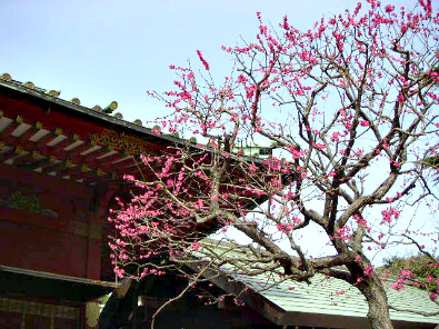 Plum blossoms at the Nezu-jinja Shrine