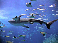 Okinawa Churaumi Aquarium, Motobu
