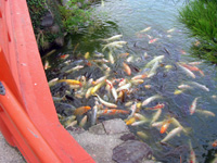 Carps, Ritsurin-koen Garden, Takamatsu