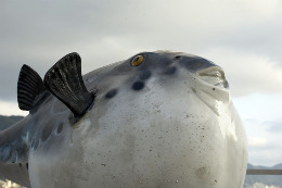 Fugu, Shimonoseki