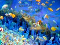 Okinawa Churaumi Aquarium, Motobu