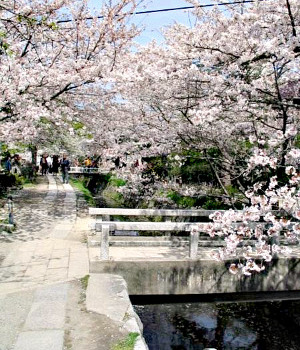 Philosopher's Walk in Spring, Kyōto (photo by Sdalu)