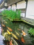 Koi swimming in Tonomachi's waterways in Tsuwano