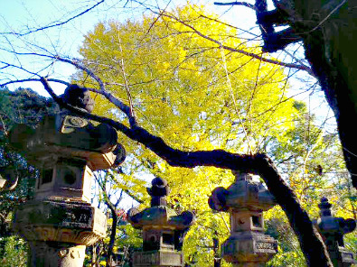 Stone lanterns & ginko trees in autumn, Tōshō-gū Shrine, Ueno Park