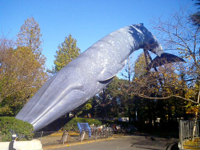 Blue Whale outside the Tokyo National Science Museum, Ueno Park