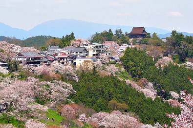 Cherry blossoms at Mount Yoshino-yama (photo by Tawashi2006 - Creative Commons licence)