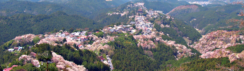 Cherry blossoms at Mount Yoshino-yama (photo by Tawashi2006 - Creative Commons licence)