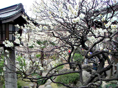 Plum blossoms at the Yushima Tenjin